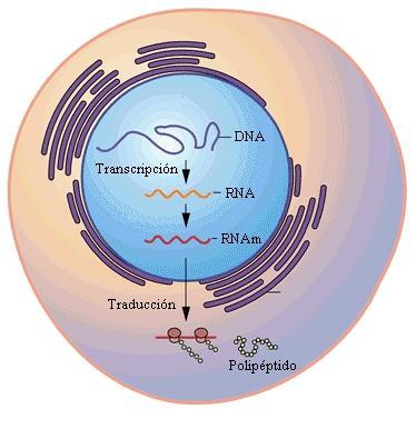 Dogma da vida duplicação transcrição tradução DNA RNA Proteína Disponível em: <http://uploads.