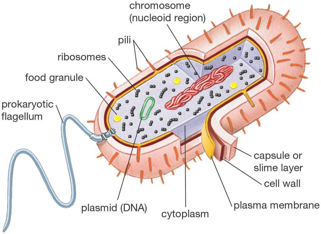 DNA Localização: citoplasma das células procarióticas núcleo, mitocôndrias e cloroplastos das células