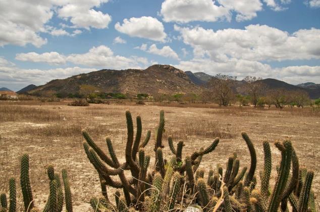 A Caatinga, também conhecida como Sertão Nordestino, manifesta-se na maior parte do nordeste brasileiro, que apresenta clima semiárido, baixa umidade relativa do ar e altas temperaturas.