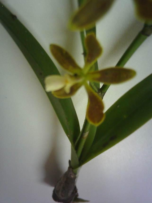Orchidaceae A.