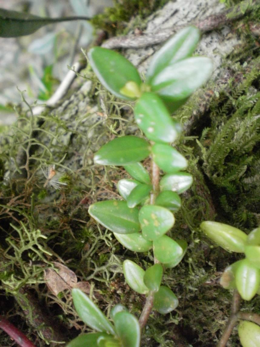 Piperaceae A.