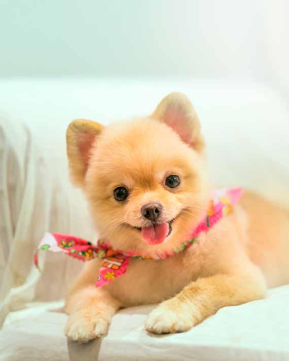 Amigão de quatro patas Cãezinhos são companhia fiel, amorosa e verdadeira.