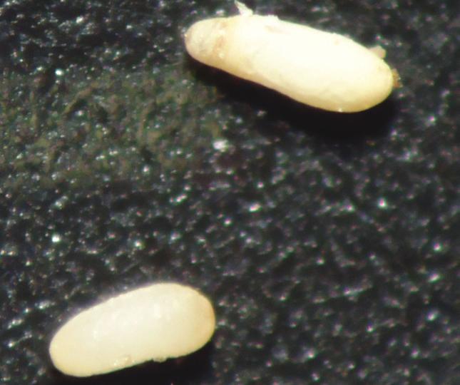 Fotos: Irineu Lorini A B C D Figura 1. Rhyzopertha dominica. Ovo (a), larva (b), pupa (c) adulto (d).