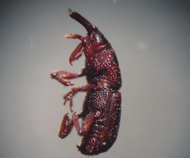 Larva (a), adulto dorsal (b) adulto lateral (c), adulto ventral (d). 2.1.