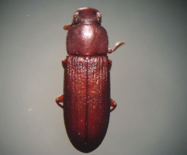 4 Lasioderma serricorne (Coleoptera: Anobiidae) Essa praga é originária do fumo armazenado, por isto é