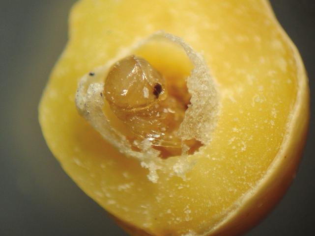 soja armazenada: postura no grão (a), larva