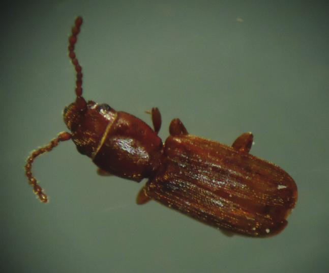 2.1.6 Cryptolestes ferrugineus (Coleoptera: Cucujidae) É uma espécie cosmopolita (Figura 6) encontrada em várias partes do mundo onde existem produtos secos.