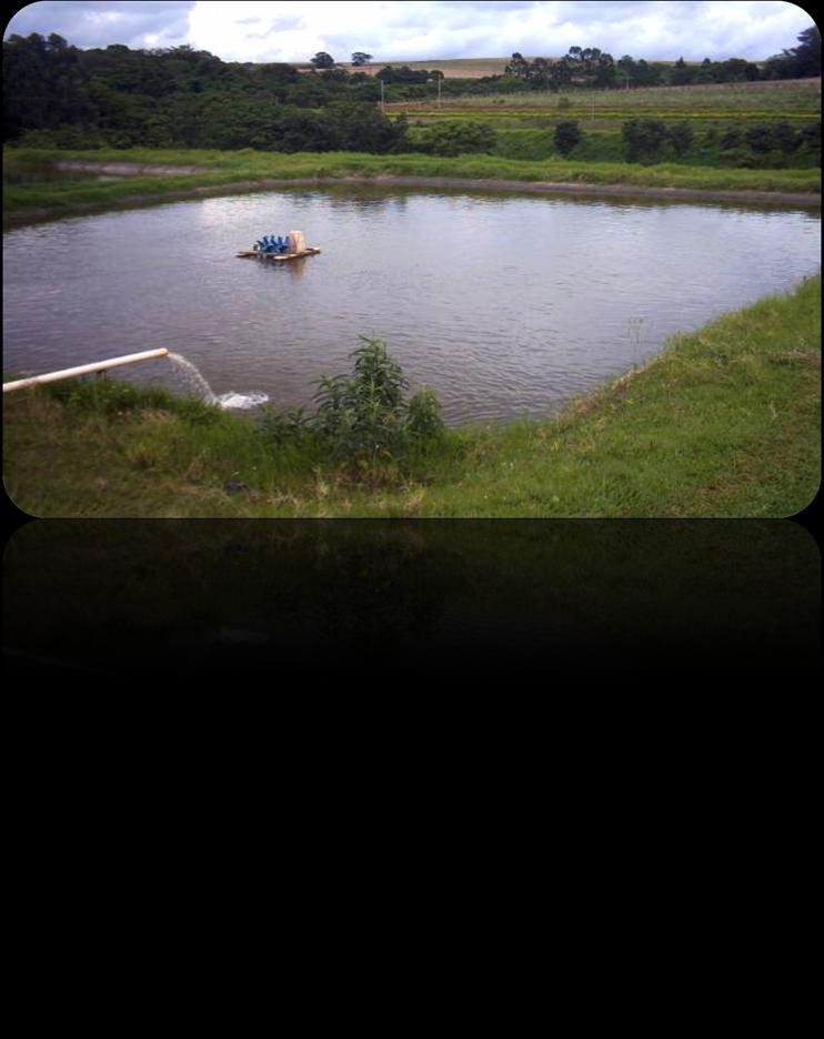 Calagem: 10 ton/ha em água com ph 5, manutenção 2 ton/ha.