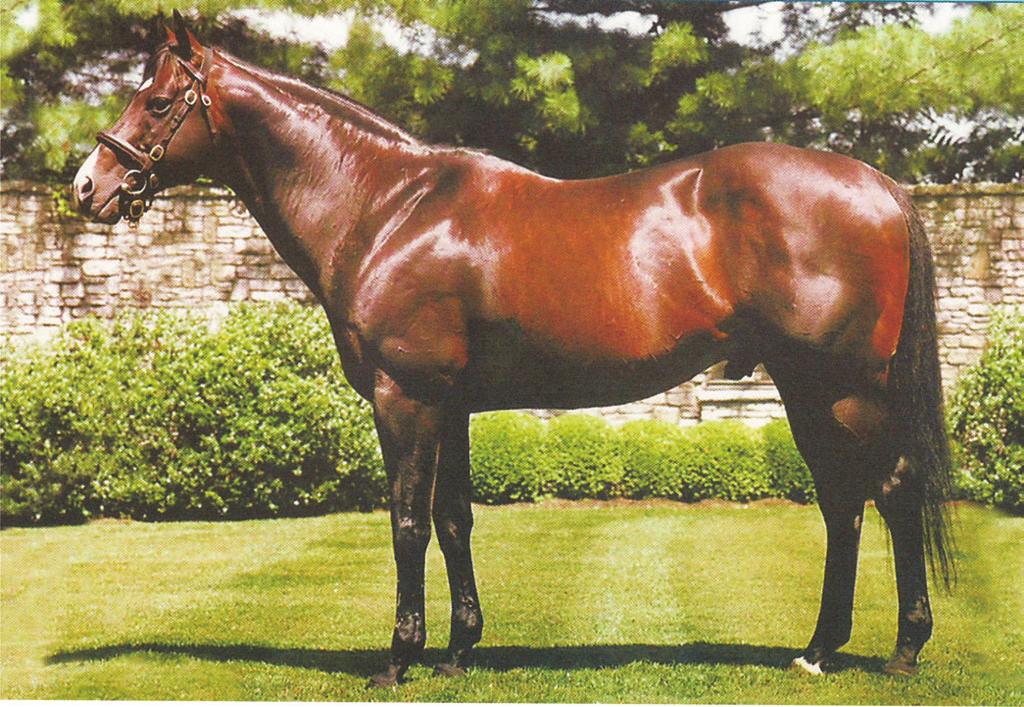 HONOUR AND GLORY (USA - 1993) Relaunch x Fair To All, por Al Nasr 6 vitórias, US$1.202.942, 1º Metropolitaim H. - G1, Breeder s Futurity - G1, San Rafael S. - G2, King s Bishop S., San Miguel S.