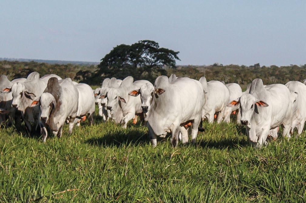 96 touros Nelore e Nelore Mocho Idade Média: 23 meses Peso médio de desmama: 272 kg