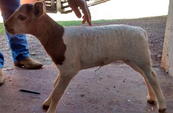 No exame clínico observou-se que o animal apresentava dificuldade respiratória, tremores musculares, as orelhas estavam eretas (Figura 1), opistótono, rigidez da cauda, assumiu posição de cavalete