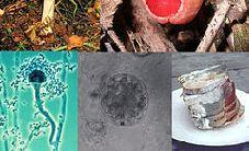 Reino Fungi Eucariotos; Unicelulares ou Pluricelulares; Ausência de cloroplastos; Parede celular quitina;