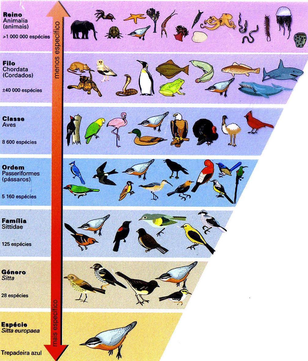 Categorias Taxonómicas
