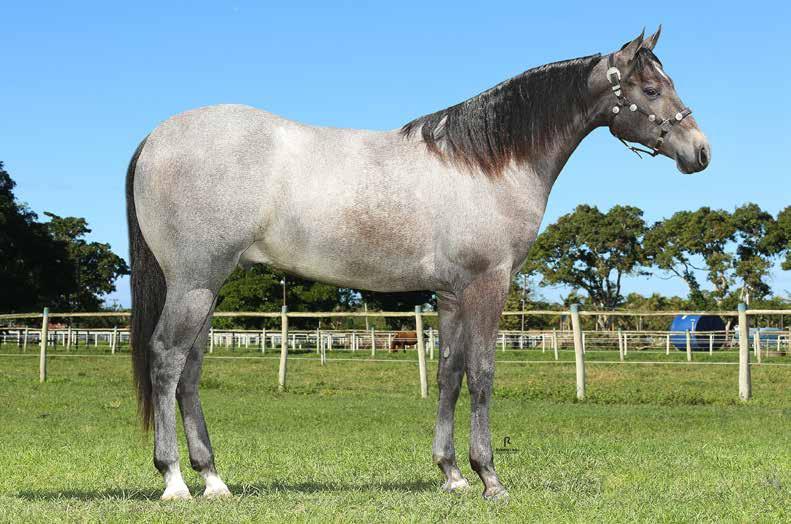 SILVER DOC STEEL 10 MACHO 10/12/2015 CASTANHO VENDEDOR: PQ. & HARAS DR.