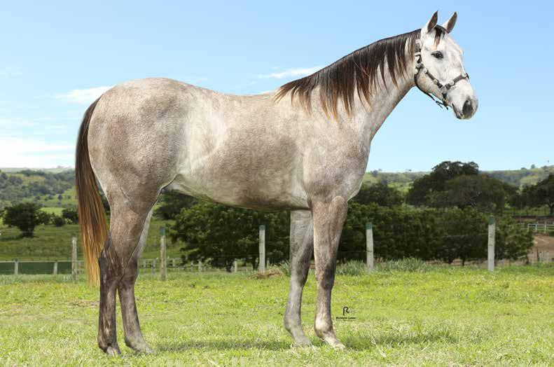 DOM ROCHEDO ROXO 20 MACHO 15/10/2015 ALAZÃO VENDEDOR: HARAS DOMINGOS BRITO STAR GOGETA GAMAY (ROCHEDO) LADY ROXAO MN TARI SOLANO BS LA FLASHPOINT KRB DOM ROXAO ETERNA- LADY TAINA ETERNALY TARI O LENA