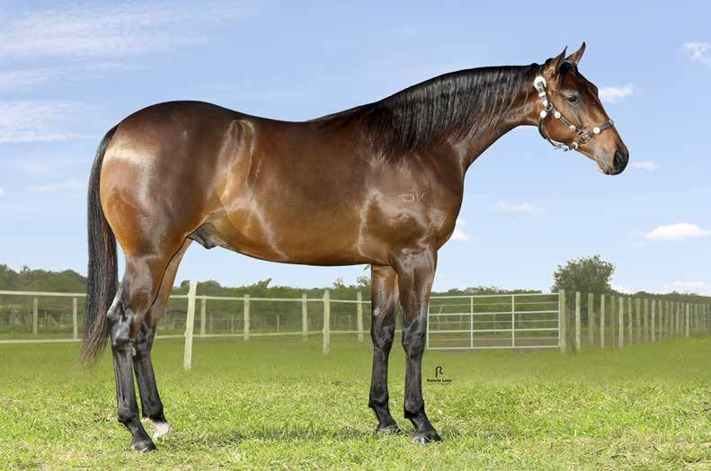 39A GODIZZILA TIMETO OK MACHO 29/12/2015 CASTANHO VENDEDOR: HARAS OK PHINNALY CASH O LENA JAY SUZIE HAP TIMETOFLY PK SUZY GALLANT CASH MEAN AND LEAN MISS SUZIE SHADE TIMETO THINKRICH UMA LUZ P K GO