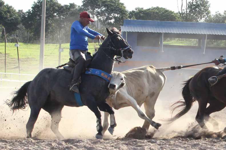 MAGNIFICO BOY MV 41 MACHO 02/02/2011 RODILHO VENDEDOR: HARAS SAN FRANCISCO PLAYBOY POWER MV IWANNAMAKEIT- -WITHYOU ETERNAL POWER SLN GIRL S CHICK HF MAKE IT ANYWHERE MEGA DASHABLITY ETERNALY FRED EBB