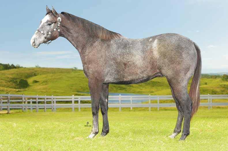 KEEN GOLBAR MU 45 MACHO 11/03/2015 TORDILHO VENDEDOR: HARAS MUCURI BLACKIN GOLBAR KEEN O BEDUINO MR LET GOLD MISS IFFYYOUCAN HP CHICKS BEDUINO KEEN DASHER LET ED MISS HULA FEATURE BLACK PAR PH JAN