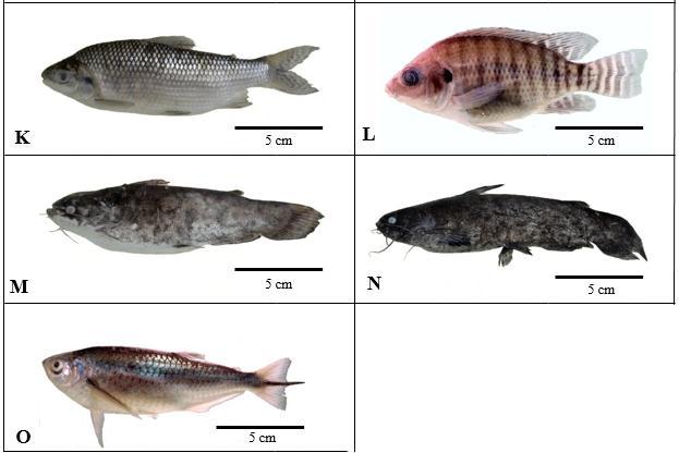 Nos reservatórios situados na região do Alto Piranhas os pescadores afirmaram que ocorreram introduções de espécies no açude de Engenheiro Ávidos em anos distintos compreendidos no período de 1995 a