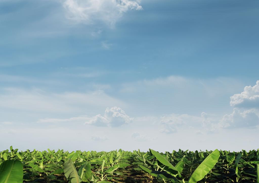 AGREGUE VALOR EM TODAS AS PARTES DO SEU NEGÓCIO É HORA DE CULTIVAR PLANTAS DE FORMA Na Ellepot, entendemos que os mercados estão mudando, e que as partes interessadas em toda a cadeia de valores