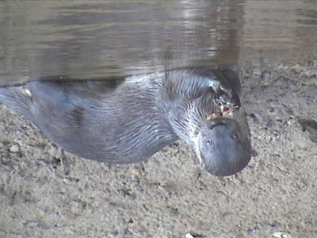 Fig. 1B. Lontra (Lontra longicaudis). A ariranha tem hábitos diurnos e vive nas margens de rios, pois se alimenta principalmente de peixes. Vive em grupos que podem chegar a 12 indivíduos ou mais.