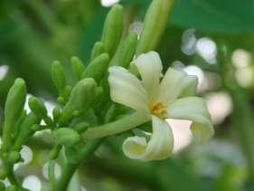 Alogamia Dioicia: indivíduos com sexos diferentes Monoicia: dois sexos na mesma planta, em flores separadas Protandria: órgão masculino antes do