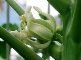 Masculina Flor Feminina Flor Hermafrodita  feminino Protoginia: órgão feminino antes do masculino Macho-esterilidade arroz, sorgo e milho