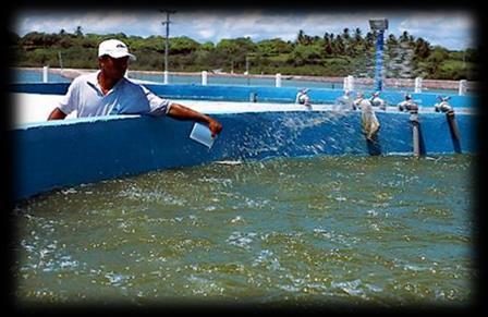 sobre os organismos cultivados, reduzindo os riscos de doenças por meio da exclusão competitiva de patógenos e, melhorando os