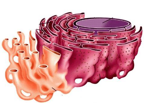 Retículo Endoplasmático É um conjunto de membranas lipoproteicas que podem