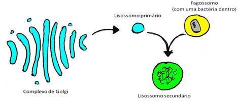 Lisossomos São pequenas bolsas produzidas no complexo golgiense contendo enzimas digestivas responsáveis pela digestão intracelular.