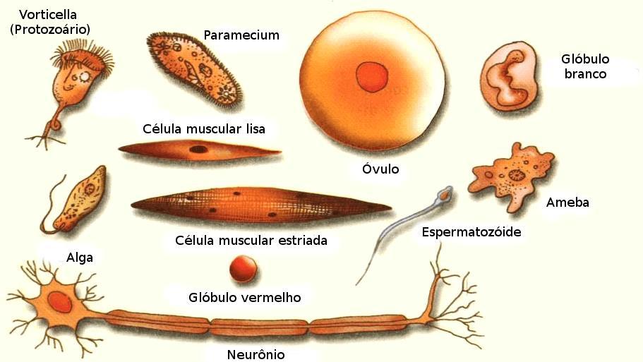 Vorticella