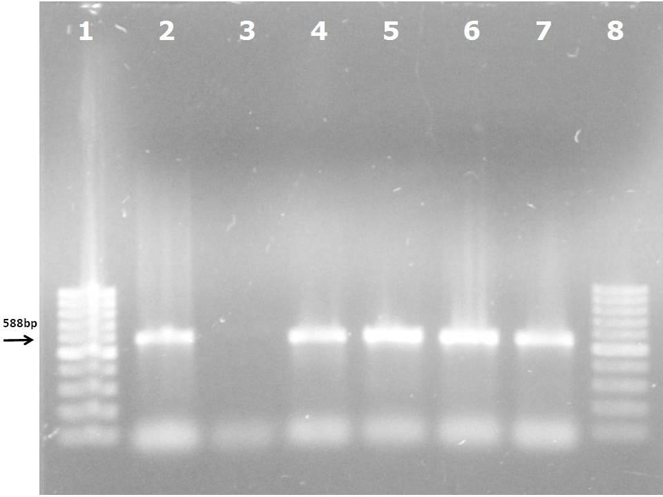 111 Figura 13 Bandas de DNA visualizadas após eletroforese de material amplificado por PCR.