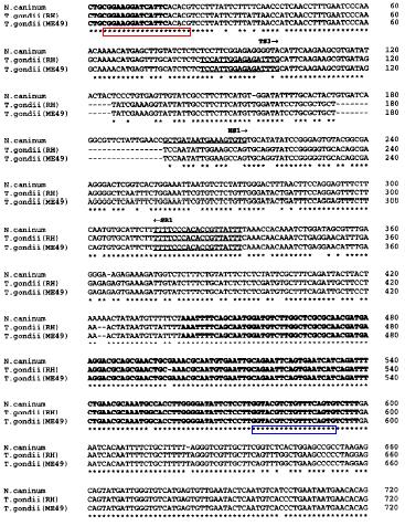 112 Figura 14 Sequência de alinhamento da região espaçadora transcrita (ITS1) de Neospora caninum (Registro L49389 GenBank) e Toxoplasma gondii (Registro L49390 GenBank).