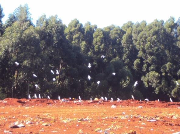 coletados por caminhões cadastrados.