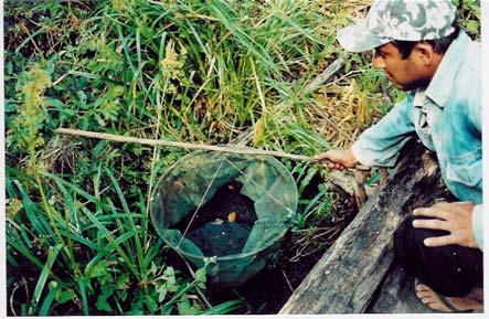 A armadilha do tipo coado (Foto 14) é utilizada geralmente a noite em locais mais profundos com auxílio do