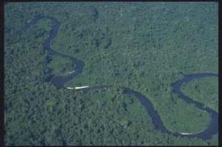 Amazônia A floresta Amazônica é a maior floresta tropical/equatorial do mundo e representa mais de 35% do total dessas florestas.