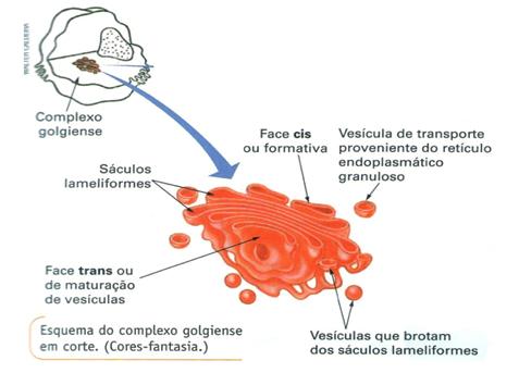 Nas células do fígado é bem desenvolvido. Complexo Golgiense Constituído por bolsas membranosas achatadas, denominadas cisternas ou vesículas, empilhadas umas sobre as outras.