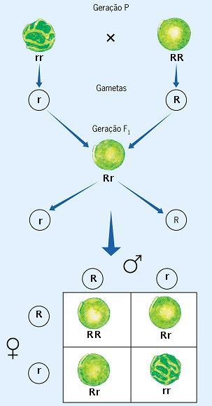 1 Lei de Mendel Como Mendel explicou o desaparecimento do caráter recessivo (semente rugosa) em F1 e o seu reaparecimento em F2 na proporção 3 dominantes para 1 recessivo?