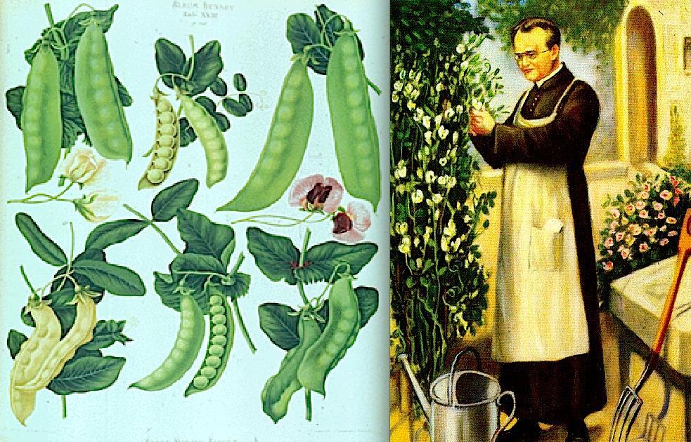 Lei Mendeliana Por quê Mendel decidiu trabalhar com ervilhas? Fácil cultivo. Possuem características bem definidas (cor das flores, sementes, etc.).