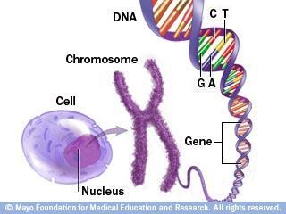 CONCEITOS BÁSICOS a) Genética É a ciência que estuda a transmissão de