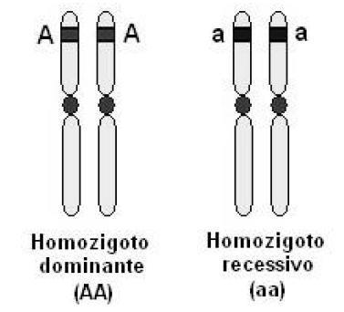 CONCEITOS BÁSICOS d) Gene dominante Possui maior expressividade