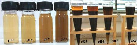 47 Figura 5.10. Esquerda) Amostras do lixiviado após o tratamento, com concentração de 3050 mg L -1 de Tanfloc SG e valores de ph variando entre 5,0 a 8,0.