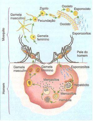 o diagnóstico e o tratamento não ocorrerem de forma rápida, poderá ocorrer casos de anemias graves (TELAROLLI, 2003). As hemácias sofrem alterações morfológicas de acordo com a espécie do parasita.