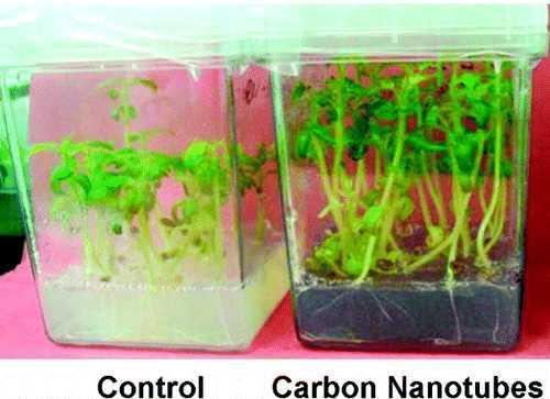 Nanotubos de carbono em sementes de tomates - germinaram mais rapidamente -