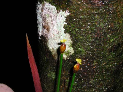 Xyris jupicai Mart. Xyridaceae Erva, 0,5 m. Folhas alternas, simples, glabras.
