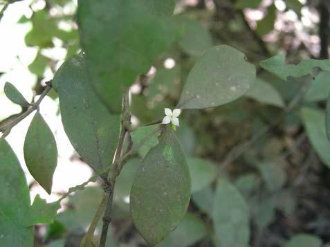 Alibertia concolor (Cham.) K. Schum. Rubiaceae Arbusto, 1,5-2,5 m, planta dióica. Folhas opostas, simples; estípulas interpeciolares. Inflorescência do tipo glomérulo, sésseil.
