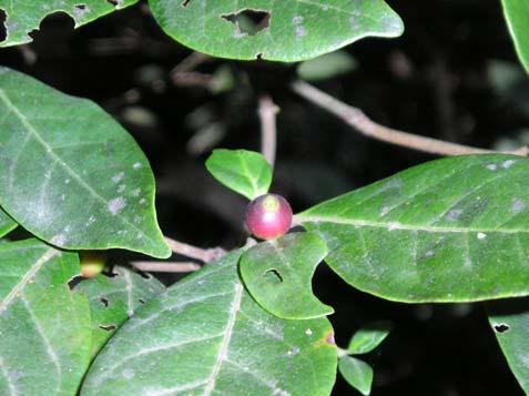 Aspectos ecológicos: habita interior da mata, floresce de agosto a novembro e abril e frutifica de junho a dezembro. Alibertia sessilis (Vell.) K. Schum. Rubiaceae Arbusto, 1 m, planta dióica.