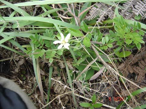 Aspilia foliacea Baker - Asteraceae Erva, 0,3 m, pilosa, com caule verde e vináceo. Folhas opostas, simples.