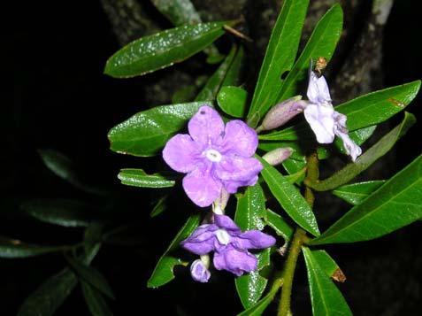 Brunfelsia brasiliensis (Spreng.) L. B. Sm.