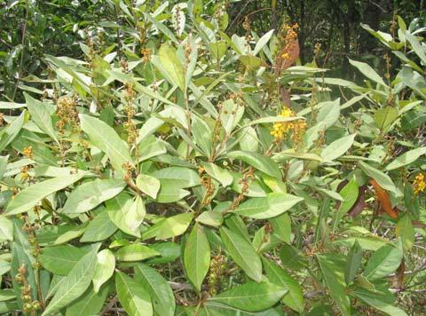 Byrsonima lancifolia A. Juss. - Malpighiaceae Arbusto, 1,5 m. Folhas opostas, simples.